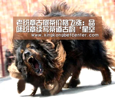 老班章古树茶价格飞涨:品味班章续写茶道古韵‘星空下载’(图3) 星空直播